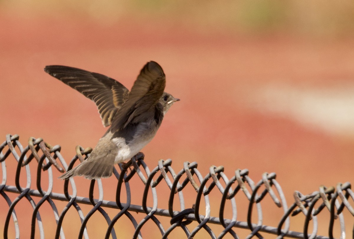 Northern Rough-winged Swallow - ML585858041