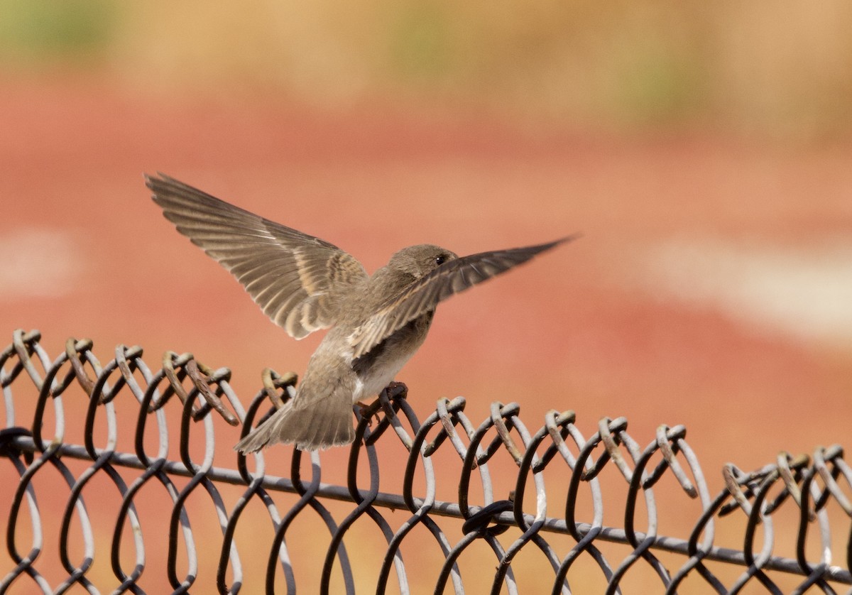 Northern Rough-winged Swallow - ML585858051