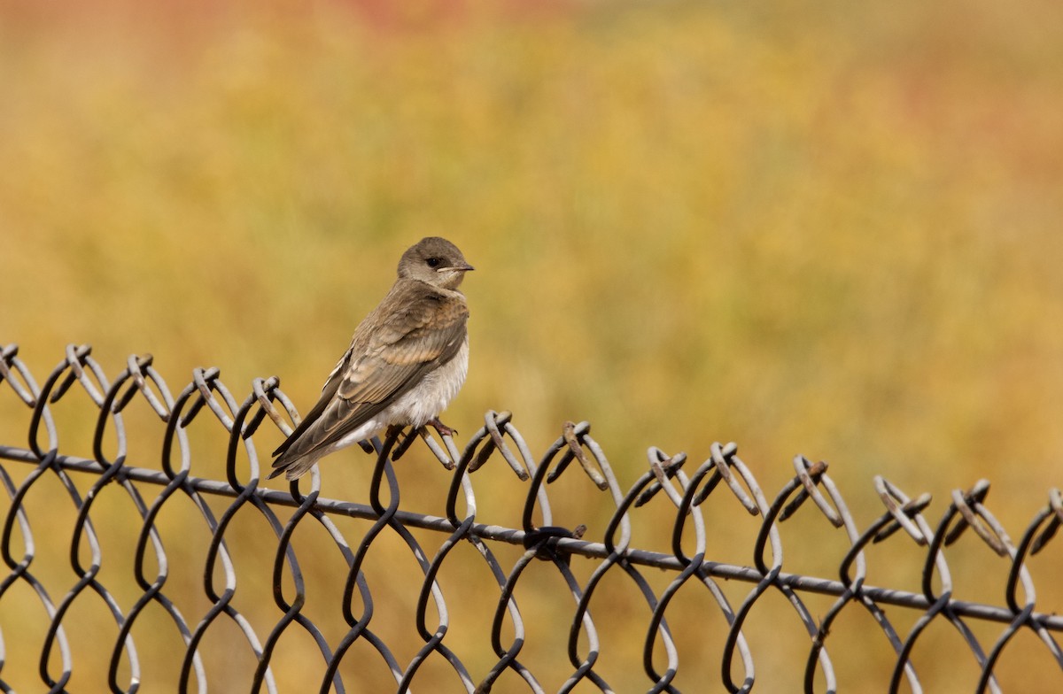 Northern Rough-winged Swallow - ML585858061
