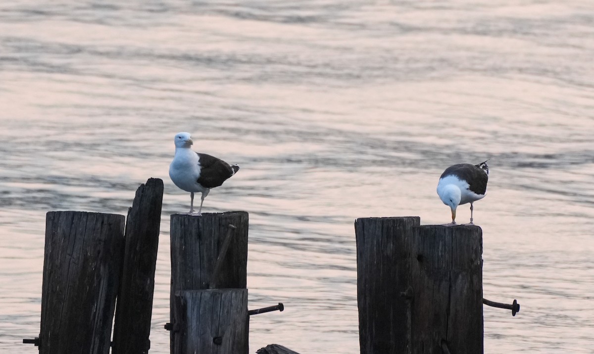 Great Black-backed Gull - ML585858131