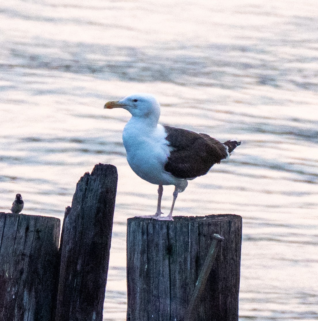 Great Black-backed Gull - ML585858171