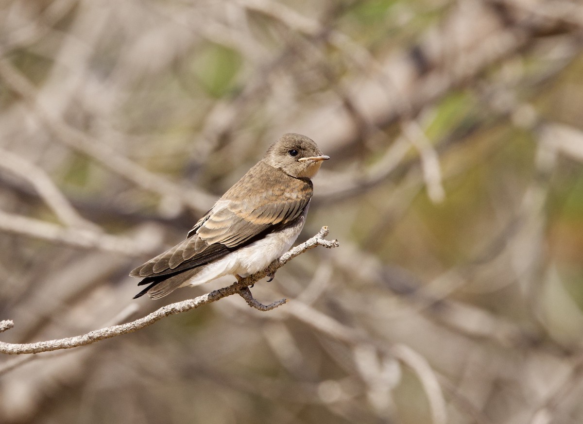 Northern Rough-winged Swallow - John Bruin