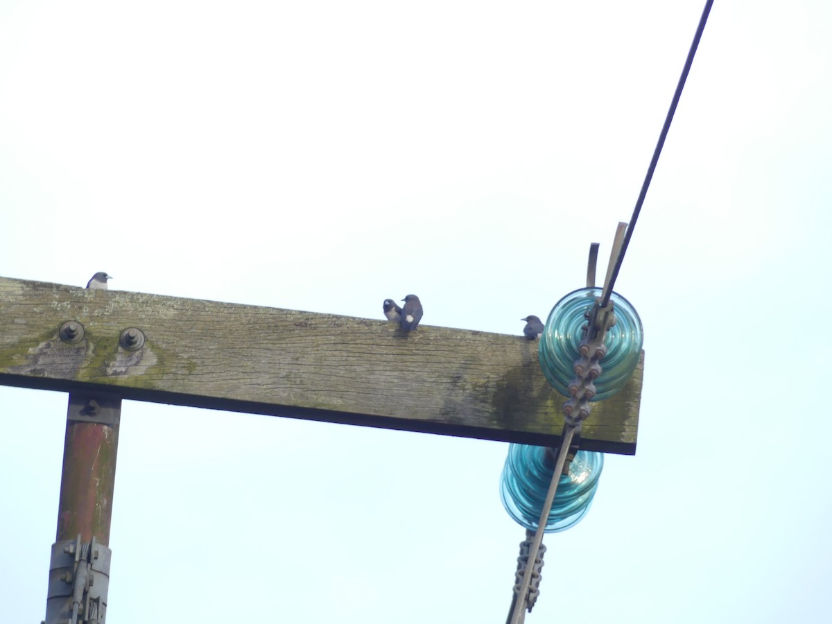 White-breasted Woodswallow - ML585858991