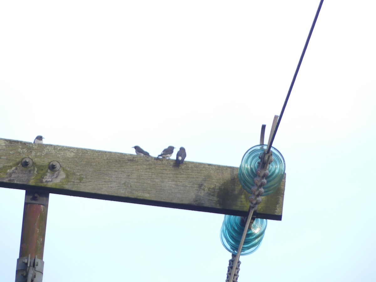 White-breasted Woodswallow - ML585859011