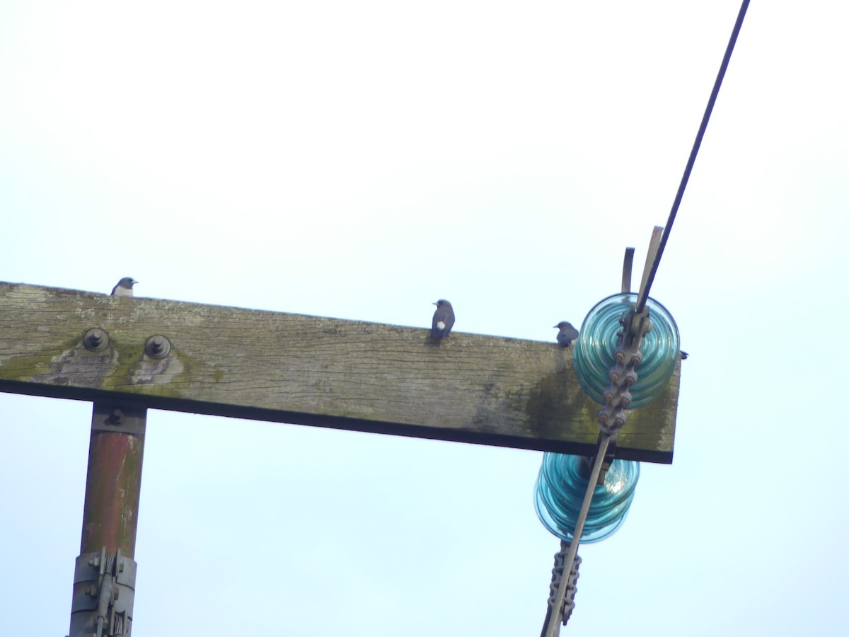 White-breasted Woodswallow - ML585859021