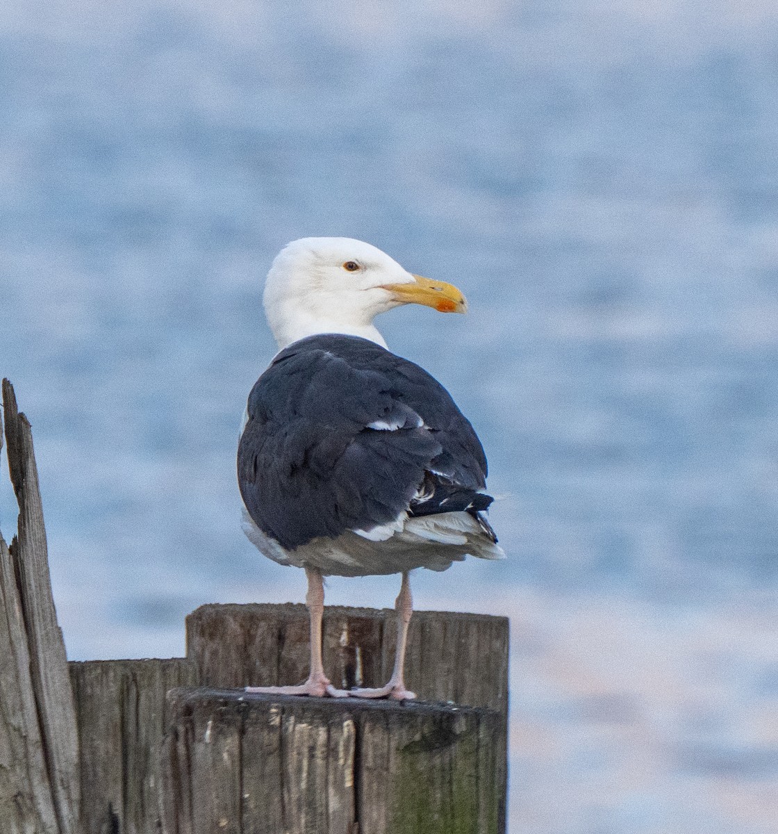 Great Black-backed Gull - ML585859281