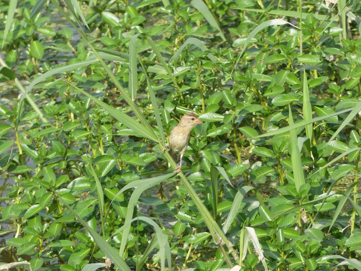 Baya Weaver - ML585859671