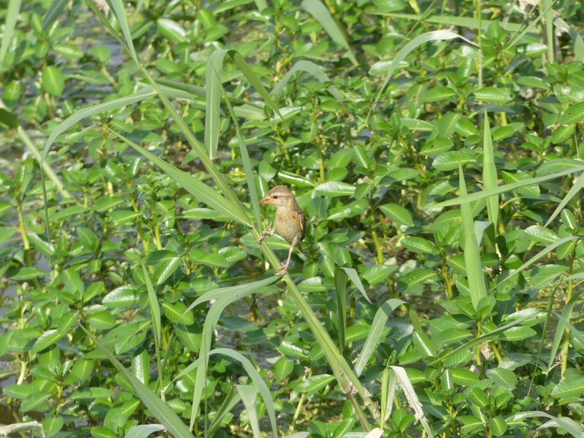 Baya Weaver - ML585859681