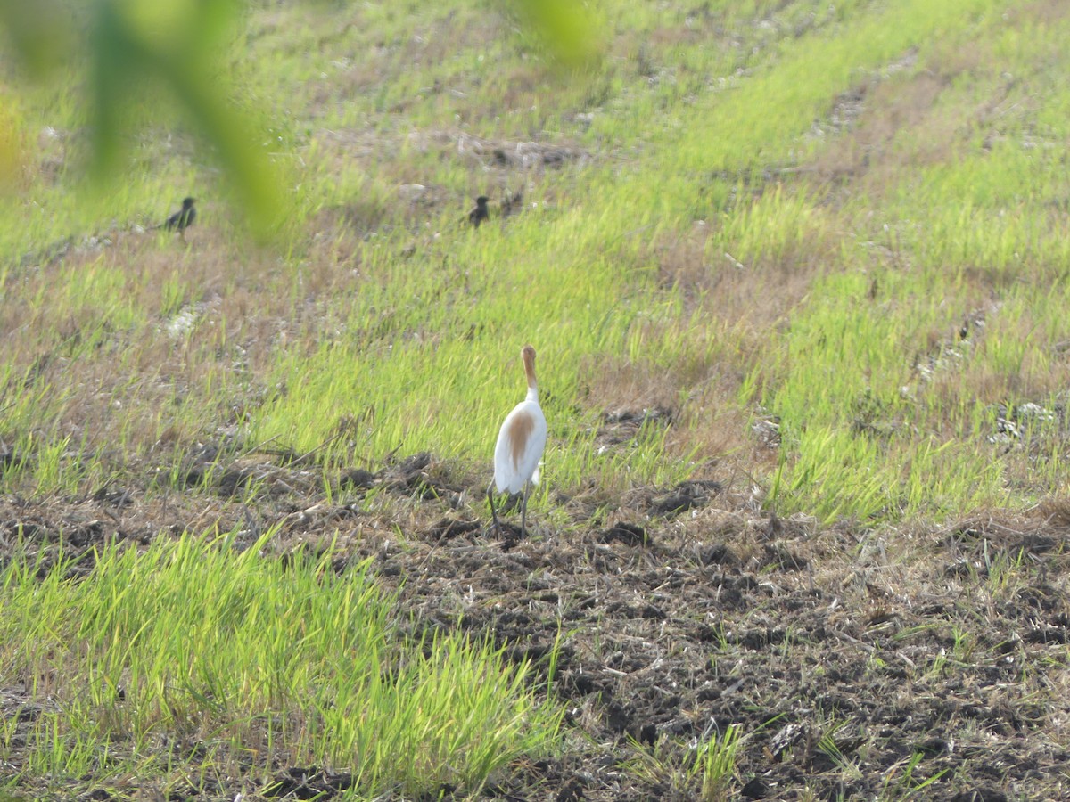 Eastern Cattle-Egret - ML585860121