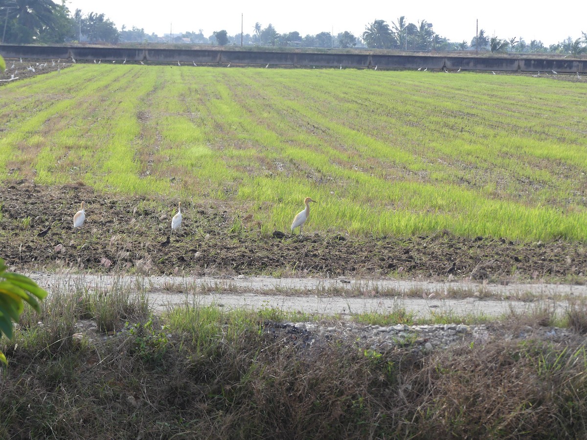 Eastern Cattle-Egret - ML585860131