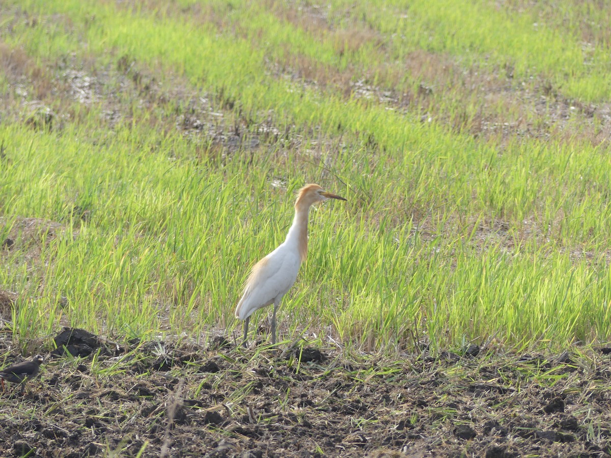 Eastern Cattle-Egret - ML585860141
