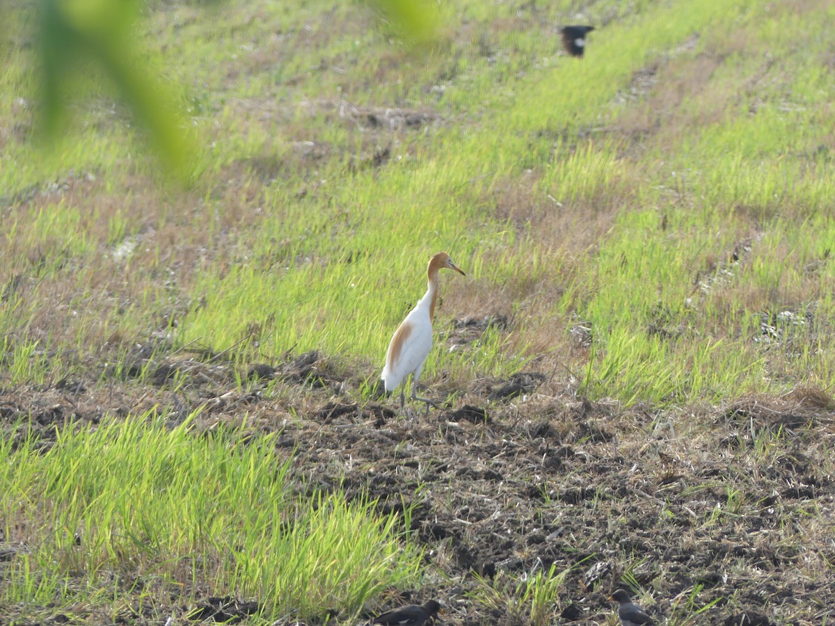 Eastern Cattle-Egret - ML585860151