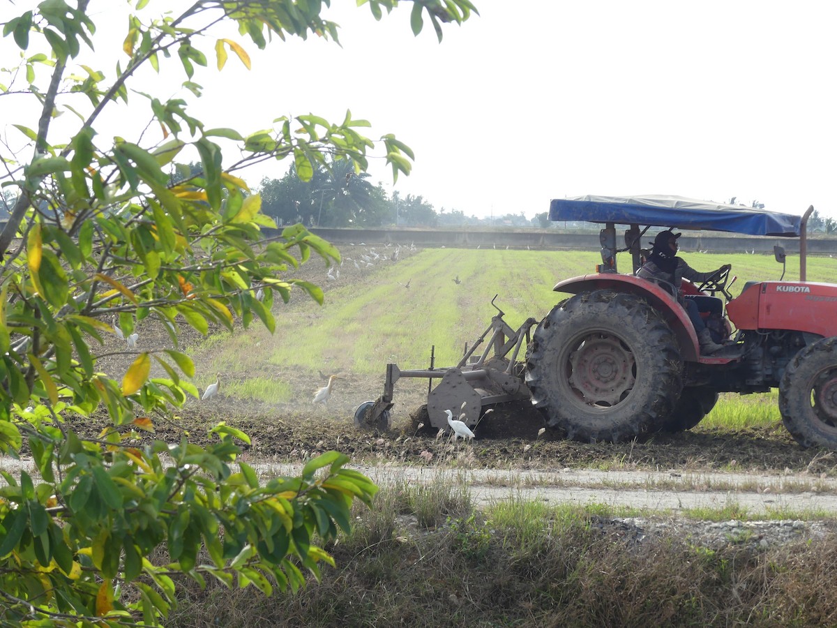 Eastern Cattle-Egret - ML585860161