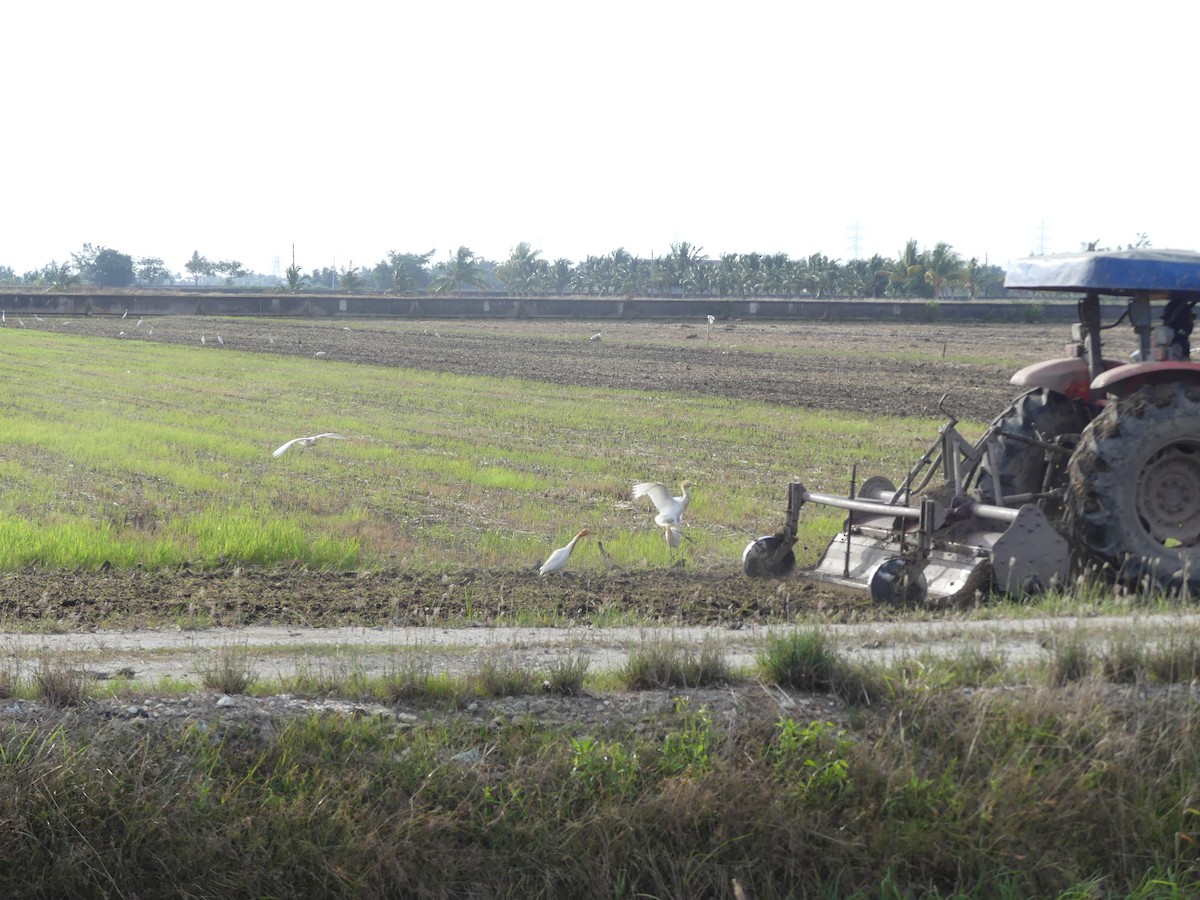 Eastern Cattle-Egret - ML585860241