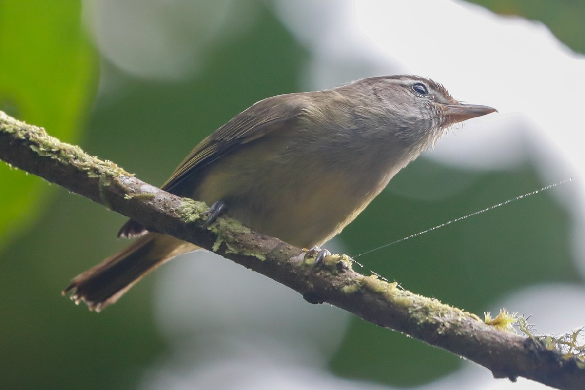 Brown-capped Vireo - Matthew Douglas Gable