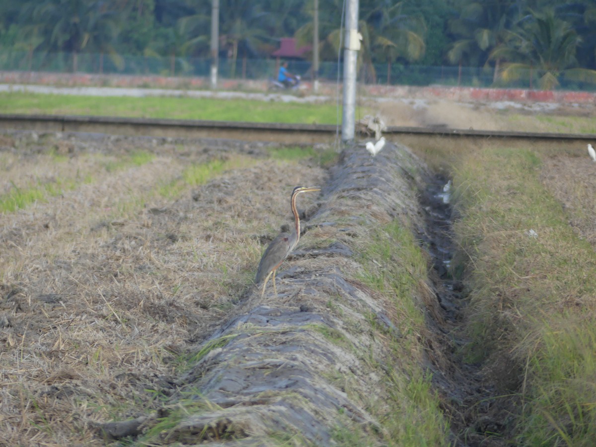Purple Heron - ML585860651