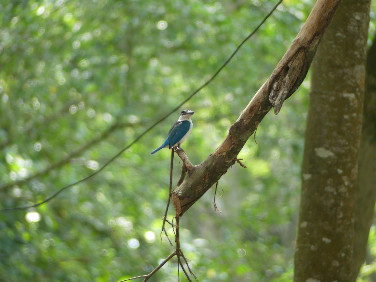 Collared Kingfisher - Yeo Yee Ling