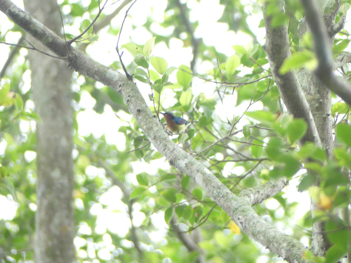 Ruby-cheeked Sunbird - ML585861081