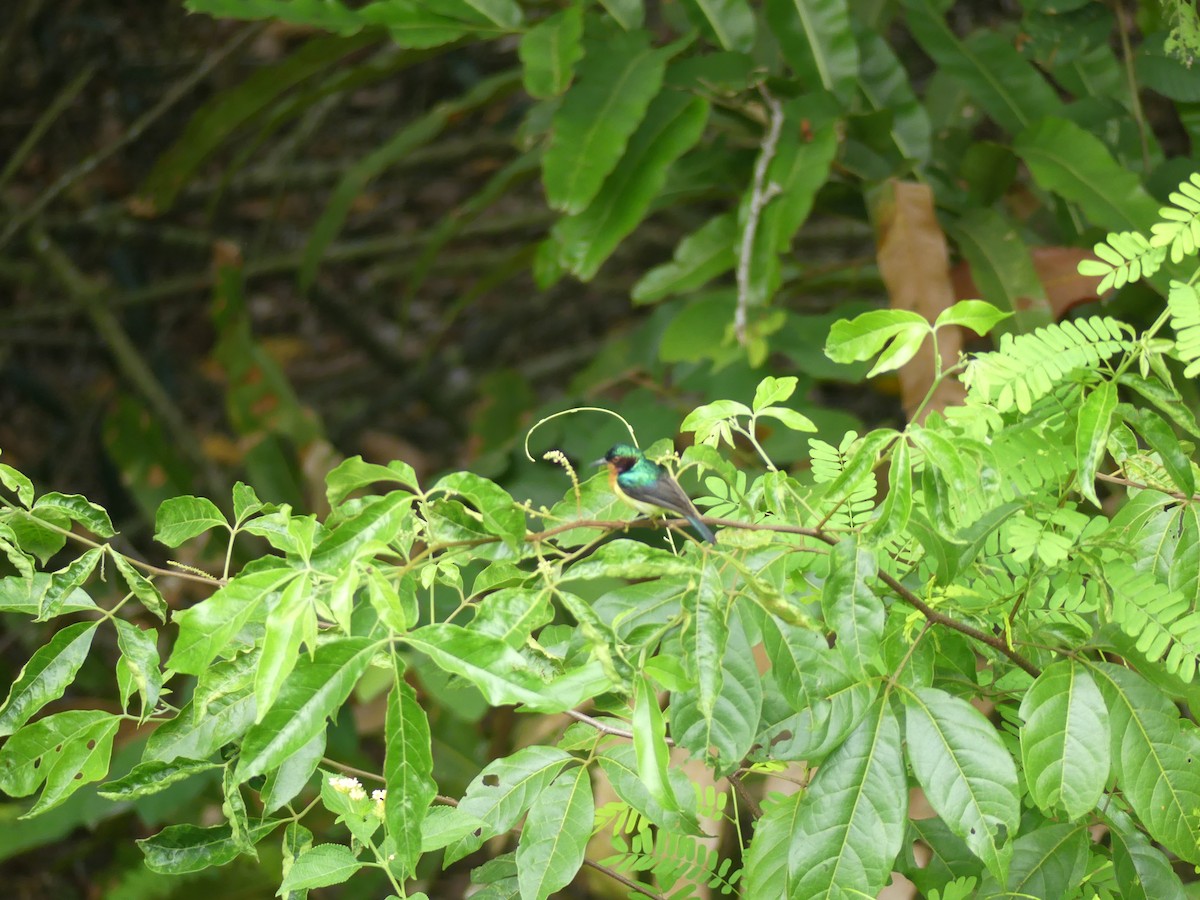 Ruby-cheeked Sunbird - ML585861091