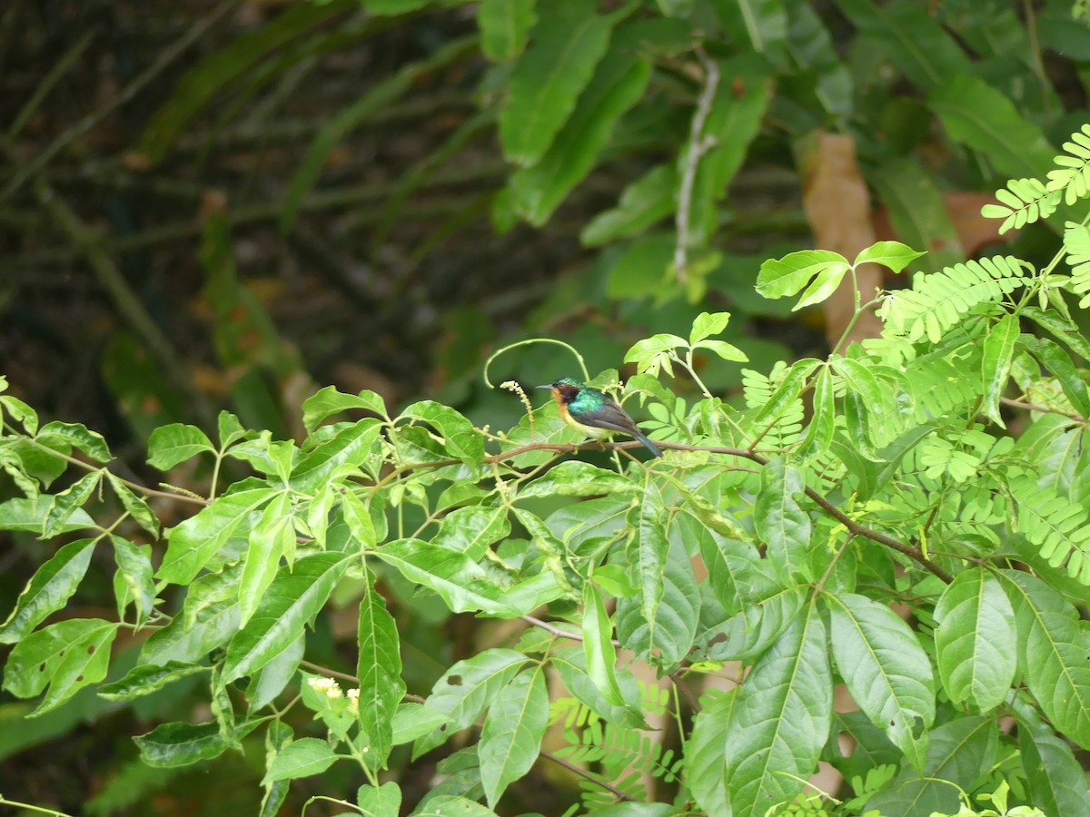 Ruby-cheeked Sunbird - ML585861121