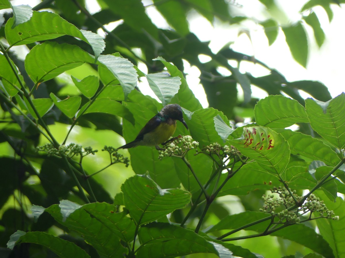 Brown-throated Sunbird - ML585861151