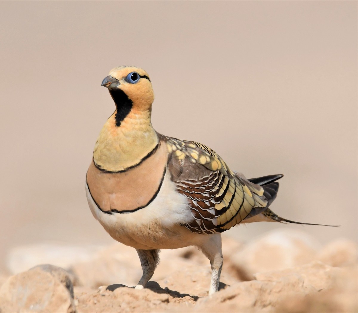 Pin-tailed Sandgrouse - Jörg Knocha