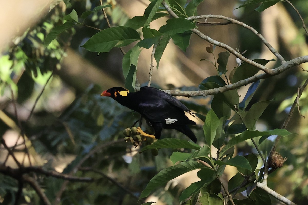 Common Hill Myna - Andrew William