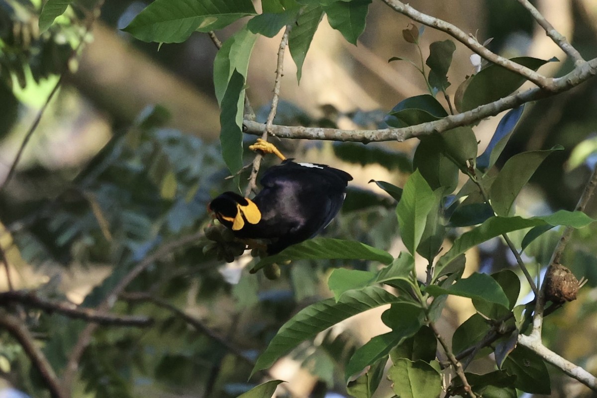 Common Hill Myna - Andrew William