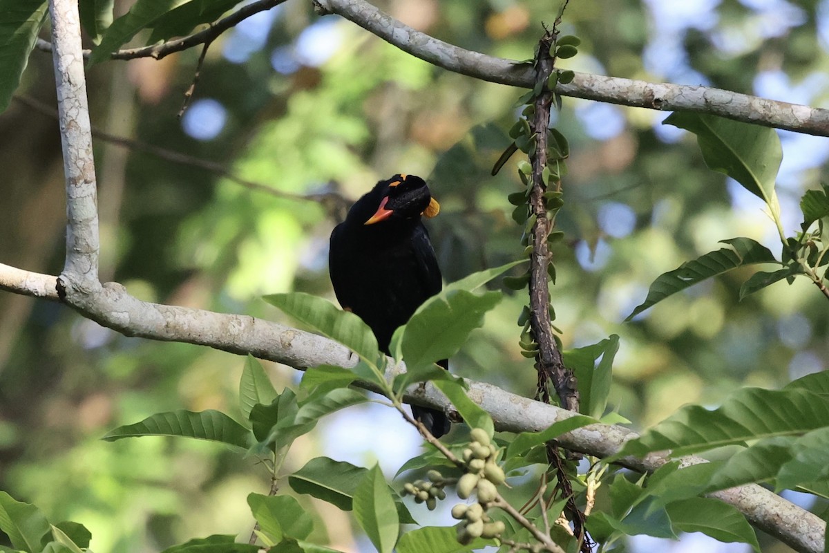 Common Hill Myna - Andrew William