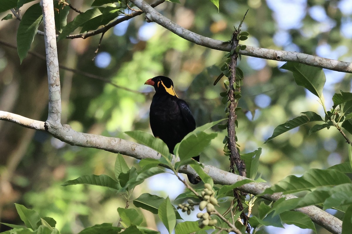 Common Hill Myna - Andrew William