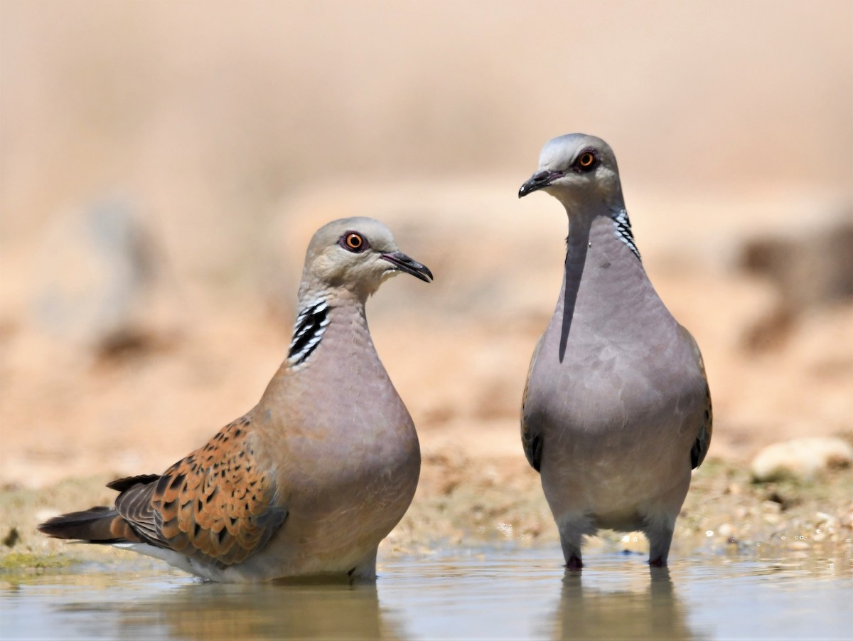 European Turtle-Dove - ML585861701