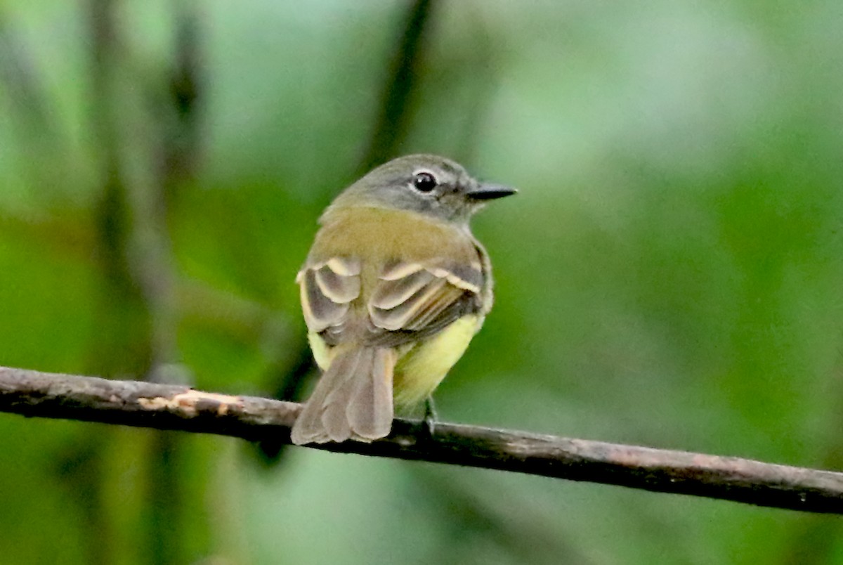 Black-billed Flycatcher - ML585861941