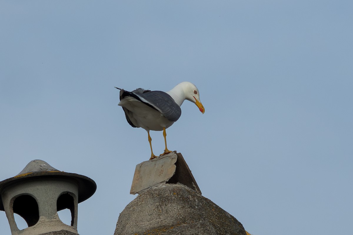 Yellow-legged Gull - ML585861961