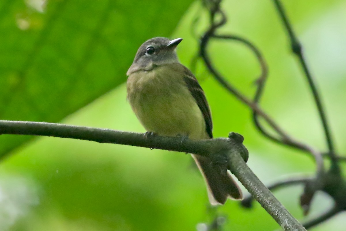 Black-billed Flycatcher - ML585862001