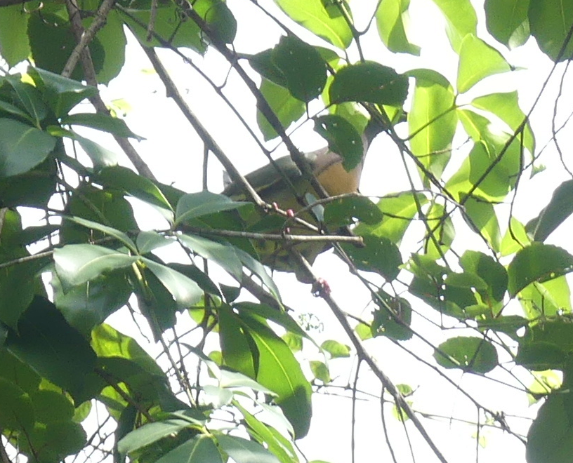 Pink-necked Green-Pigeon - ML585862561