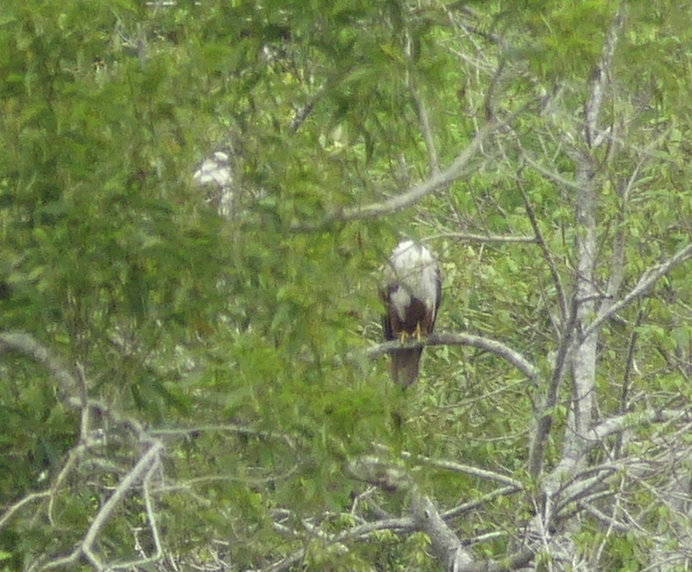 Brahminy Kite - ML585862651