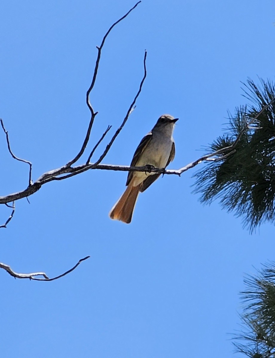 Ash-throated Flycatcher - Larry Morden