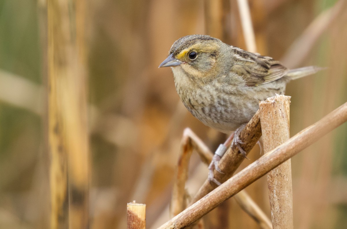 Nelson's Sparrow (Atlantic Coast) - ML585863601