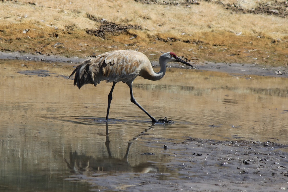 Grulla Canadiense - ML585865611