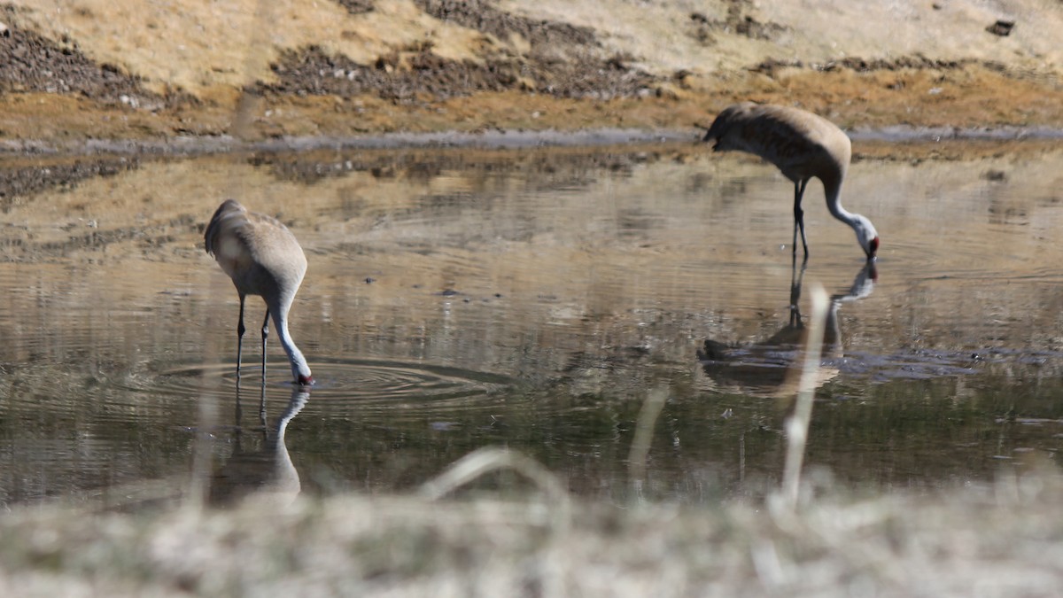 Sandhill Crane - ML585865621