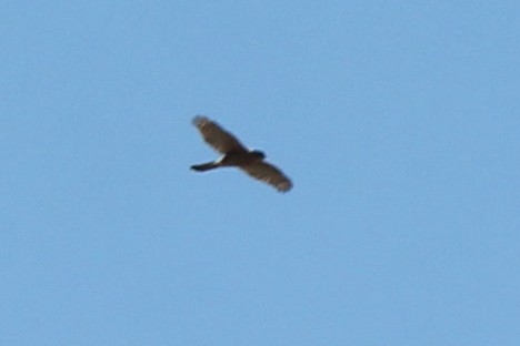 Sharp-shinned Hawk - ML585865971