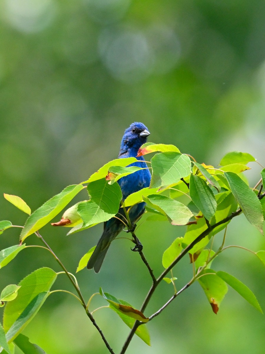 Indigo Bunting - ML585866451