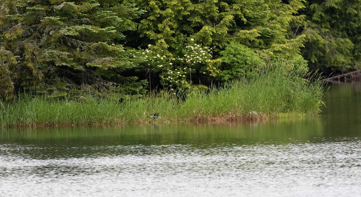 Common Loon - ML585866671