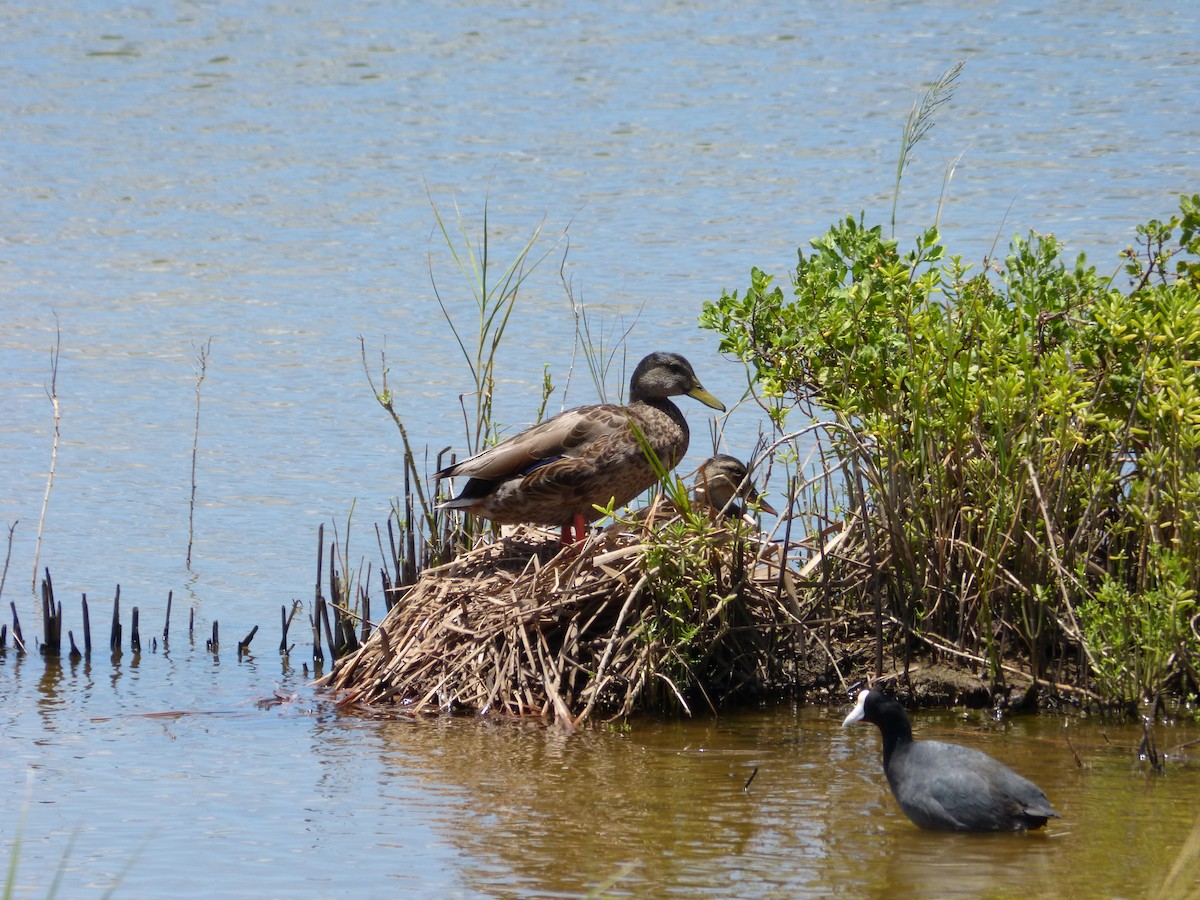 Hawaiian Duck x Mallard (hybrid) - ML58586691