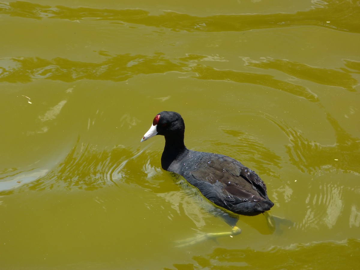 Hawaiian Coot - ML58586721