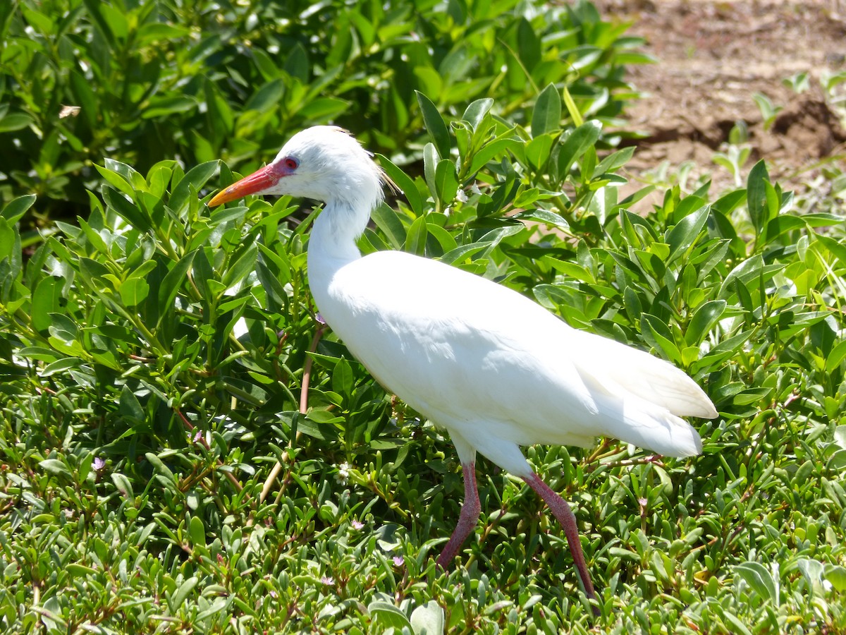 Western Cattle-Egret - ML58586731