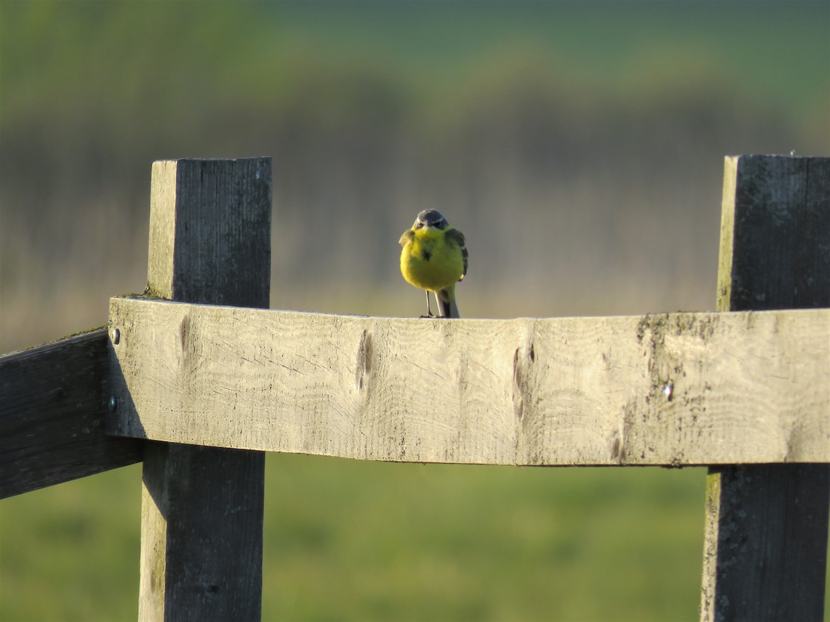 Western Yellow Wagtail (flava/beema) - ML58586761