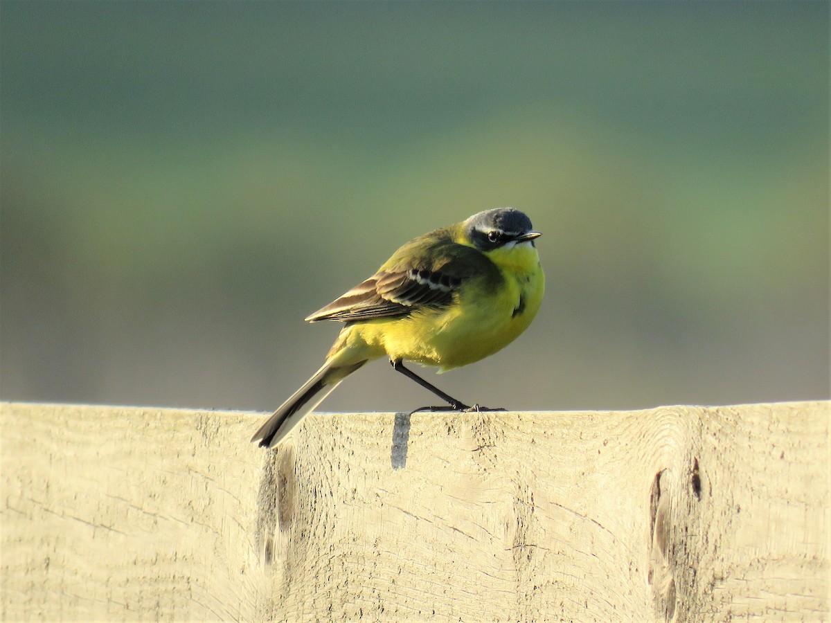 Western Yellow Wagtail (flava/beema) - ML58586771