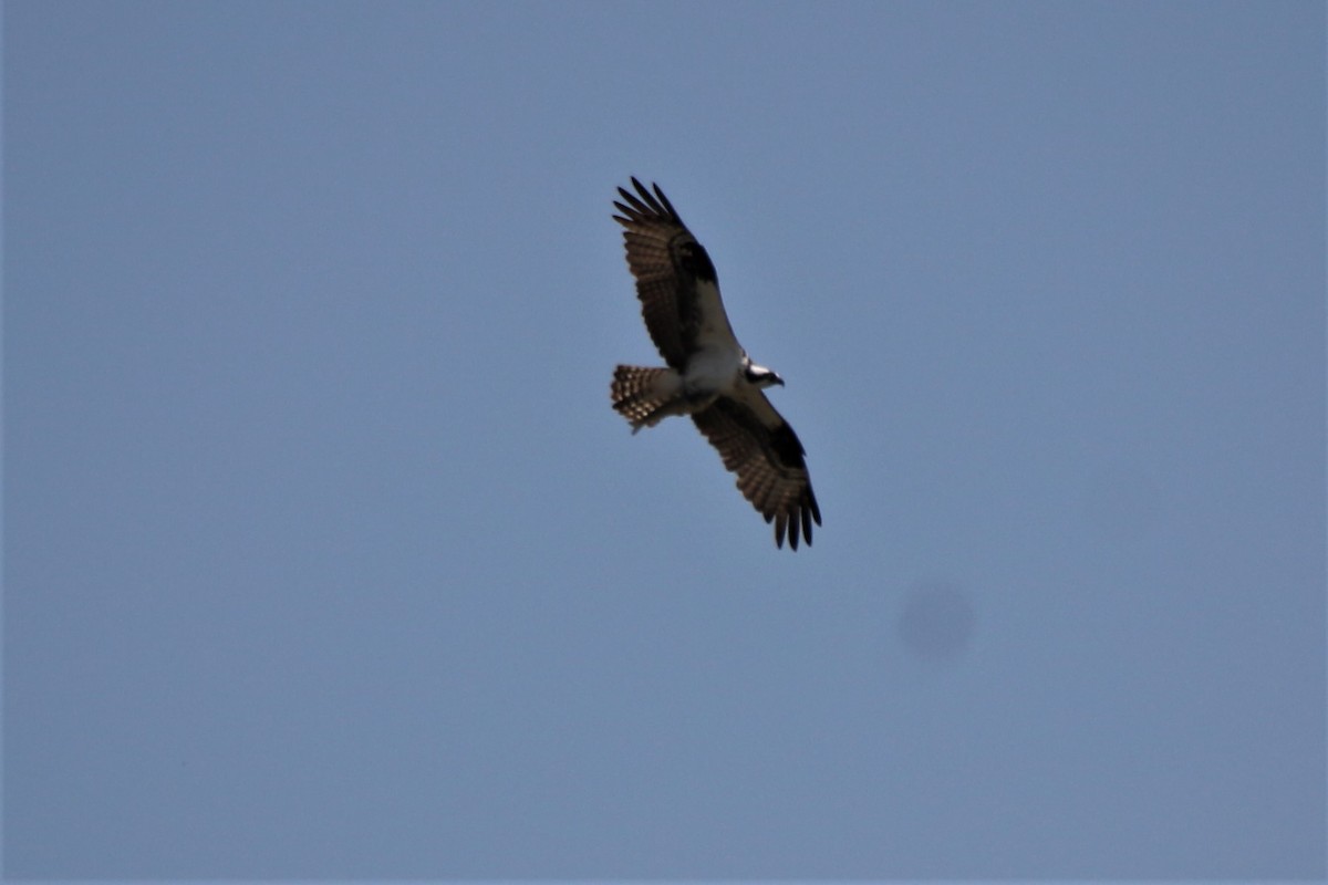 Osprey - ML585868931