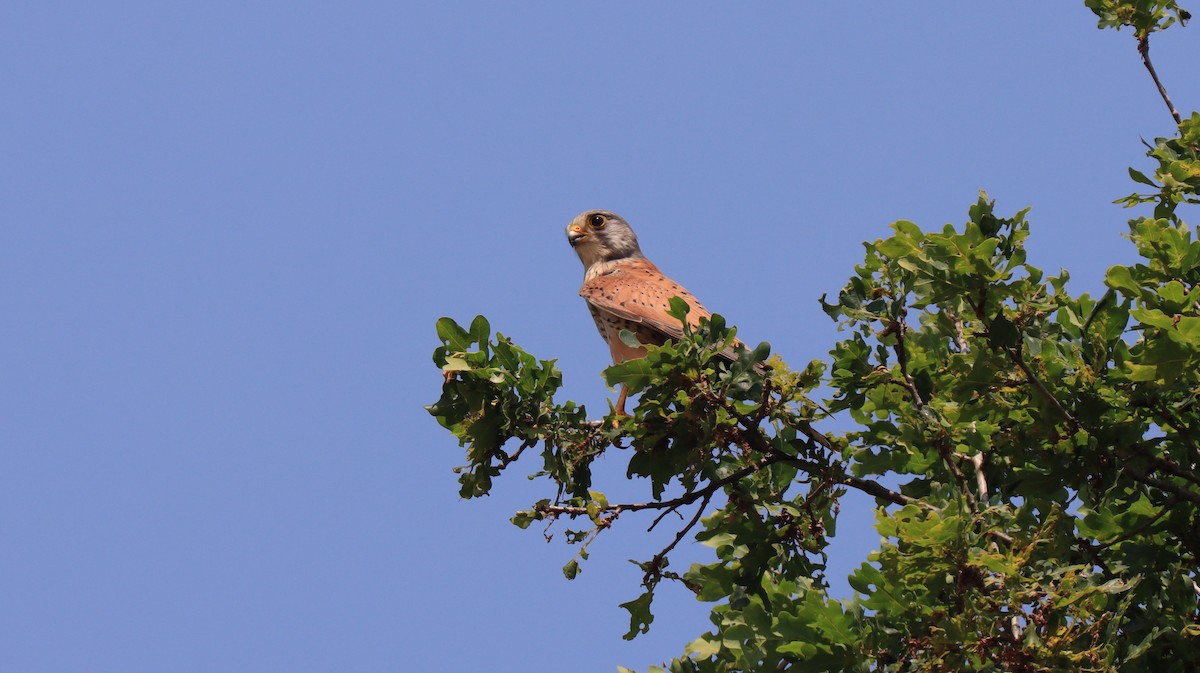 Eurasian Kestrel - ML585869441